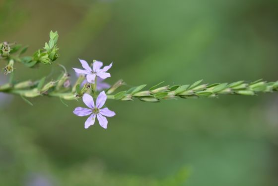 Winged loosestrife (Lythrum alatum)