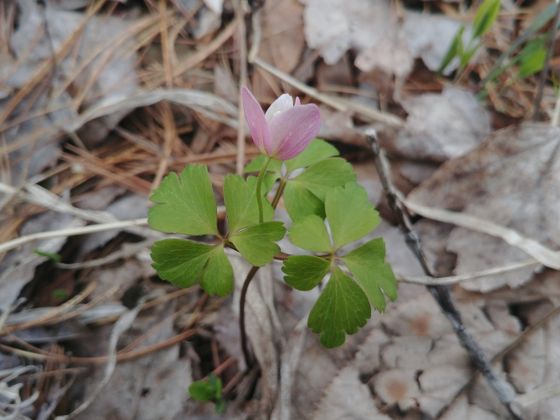 Wood anemone (Anemonoides quinquefolia)