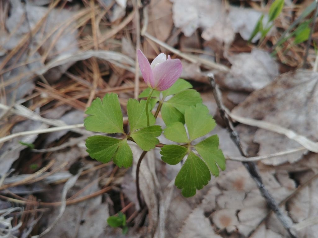 Wood anemone (Anemonoides quinquefolia)