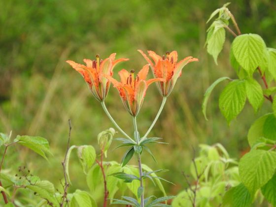 Wood lily (Lilium philadelphicum)