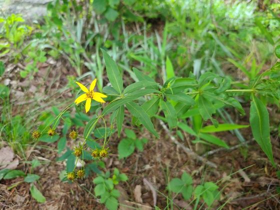 Woodland coreopsis (Anacis major)