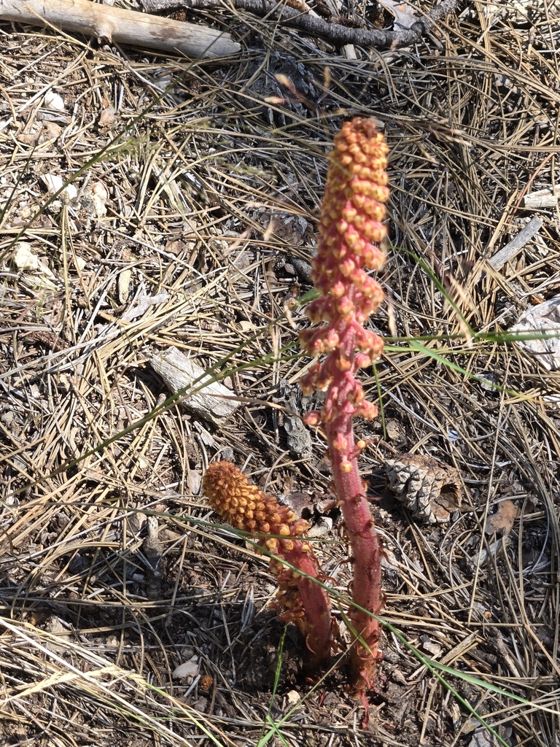Woodland pinedrops (Pterospora andromedea)