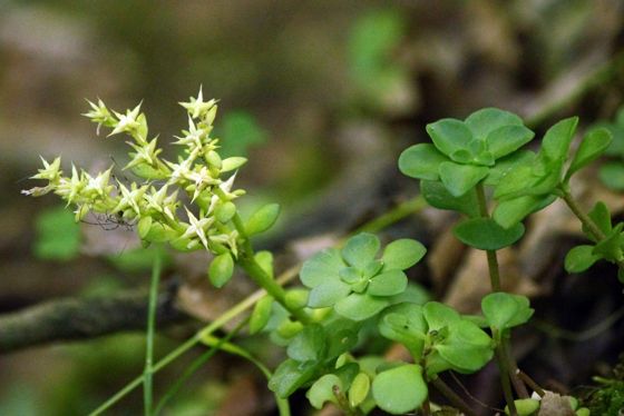 Woodland stonecrop (Sedum ternatum)