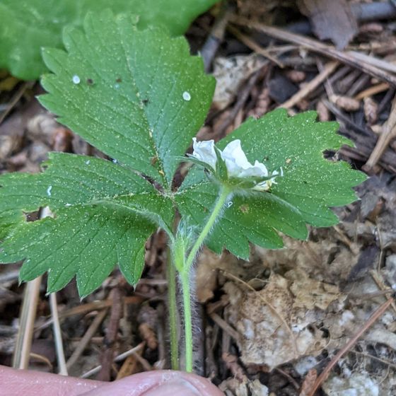 Woodland strawberry (Fragaria vesca)