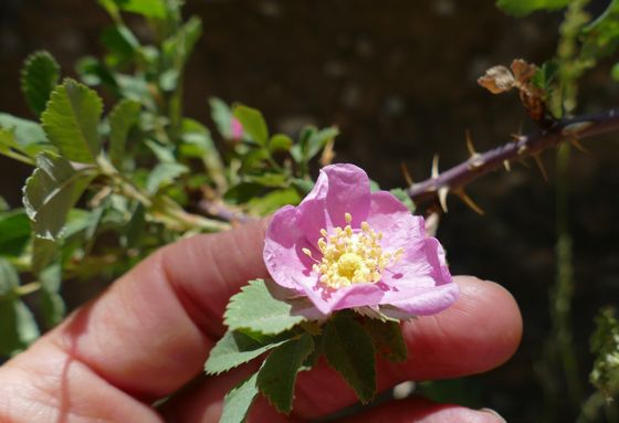 Woods' rose (Rosa woodsii)