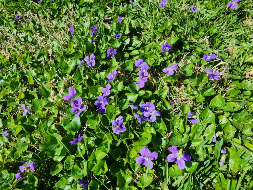 Woolly blue violet (Viola sororia)