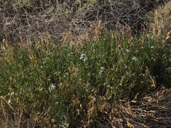 Woolly bluestar (Amsonia tomentosa)