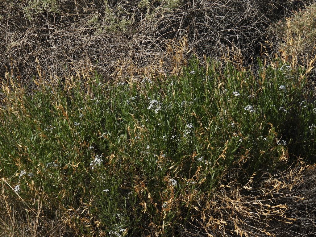 Woolly bluestar (Amsonia tomentosa)