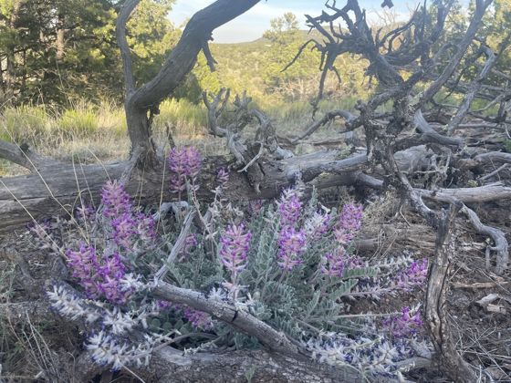 Woolly locoweed (Astragalus mollissimus)
