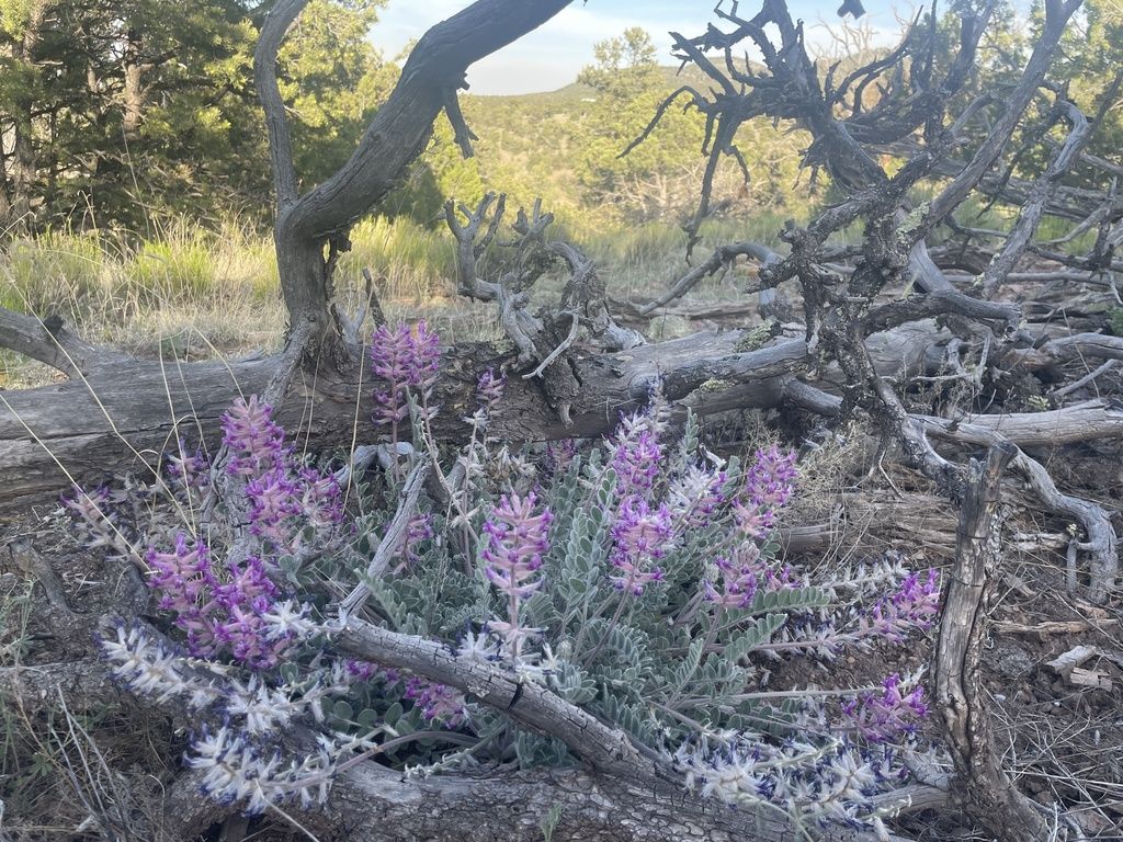 Woolly locoweed (Astragalus mollissimus)