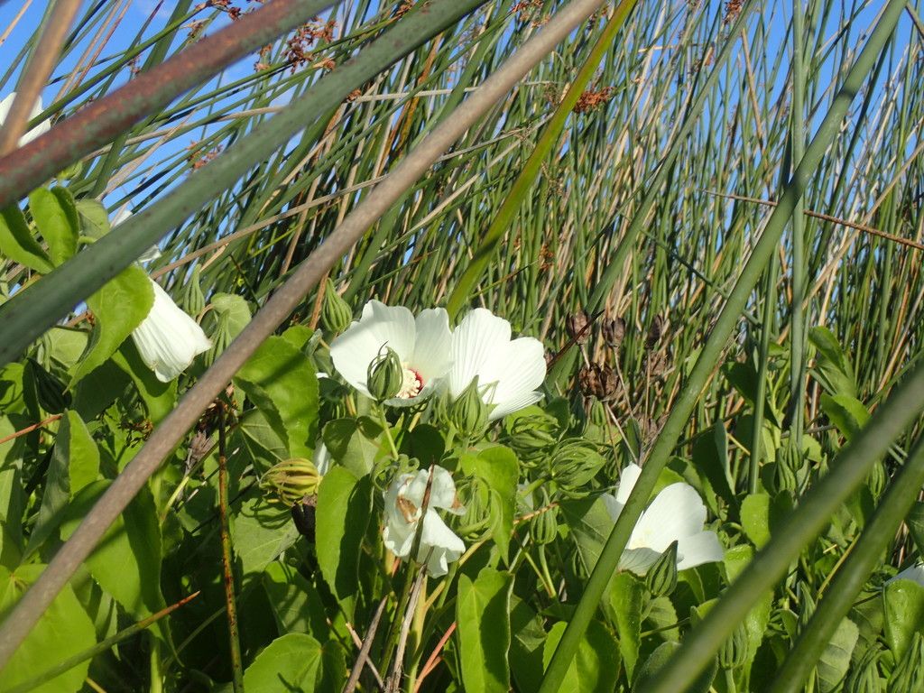 Woolly rosemallow (Hibiscus lasiocarpos)