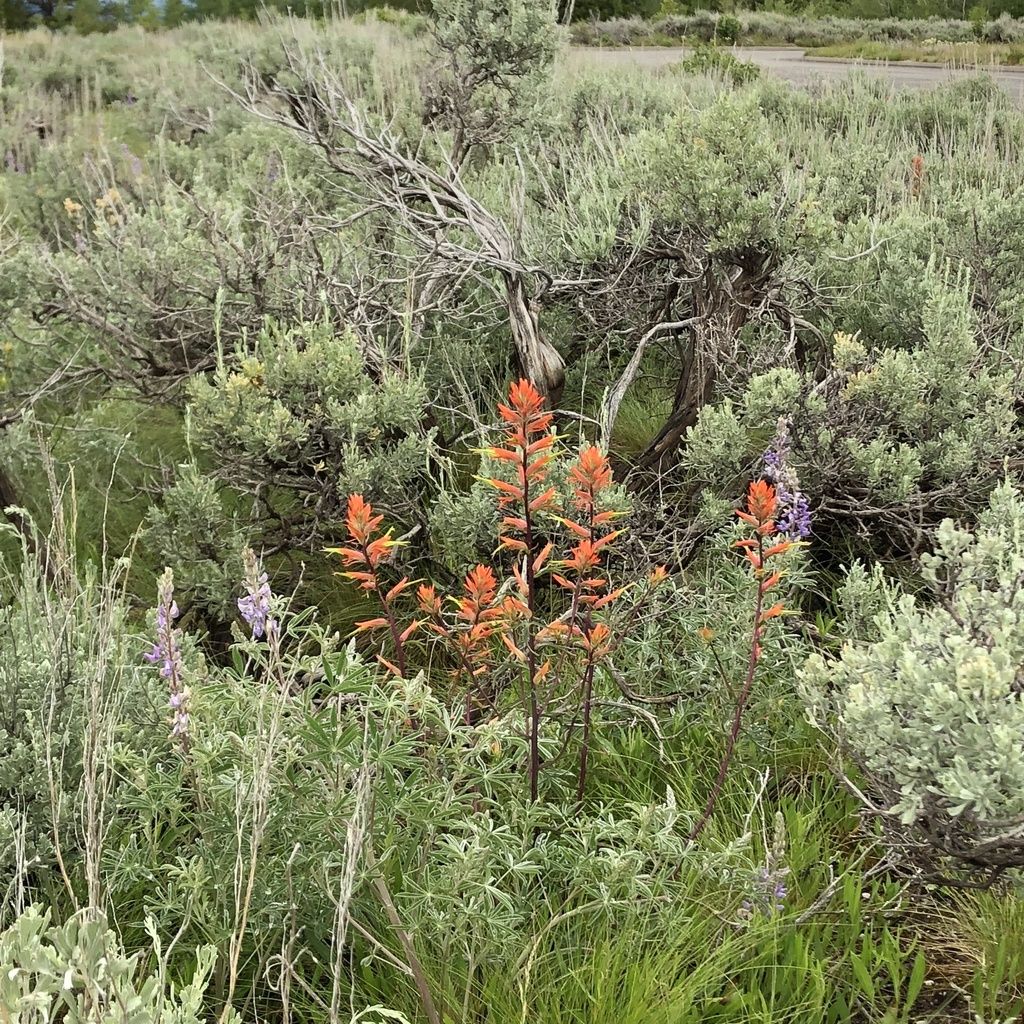 Wyoming paintbrush (Castilleja linariifolia)