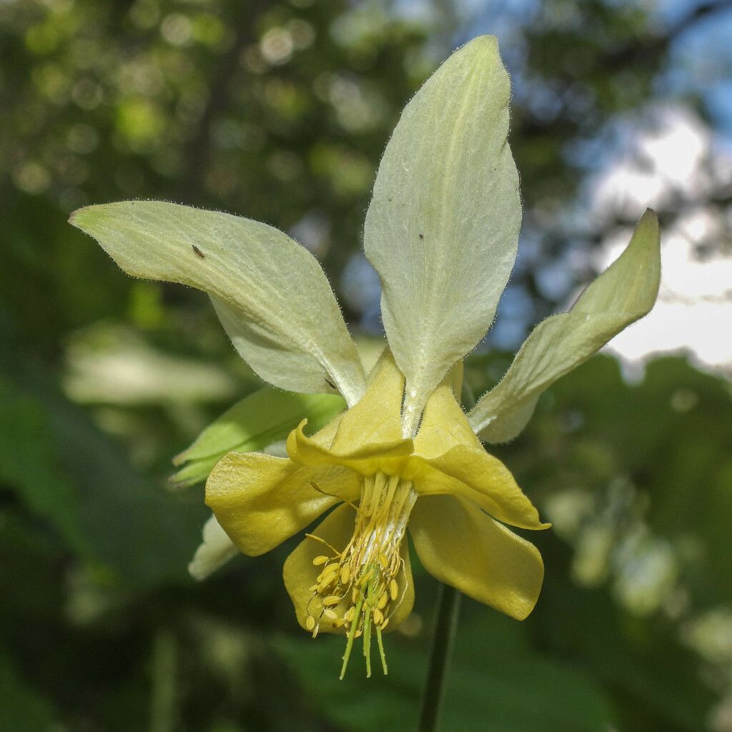 Yellow columbine (Aquilegia flavescens)