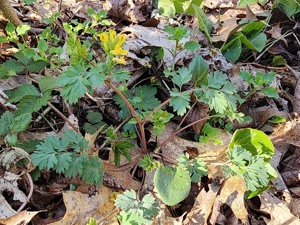 Yellow corydalis (Corydalis flavula)