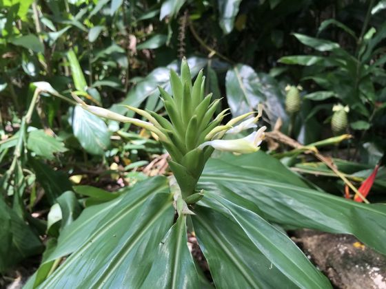 Yellow ginger (Hedychium flavescens)