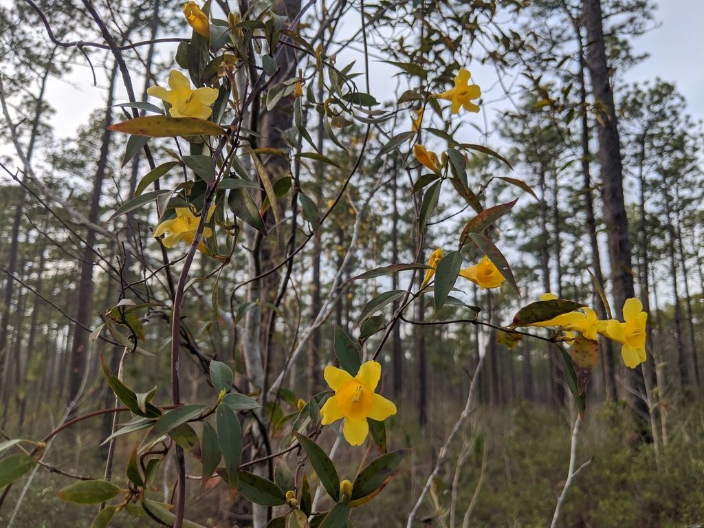 Yellow jessamine (Gelsemium sempervirens)