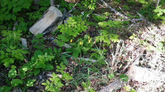 Yellow lady's slipper (Cypripedium parviflorum)
