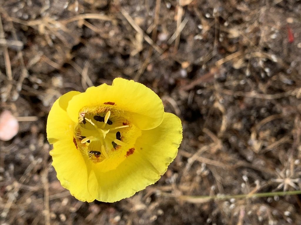 Yellow mariposa lily (Calochortus luteus)
