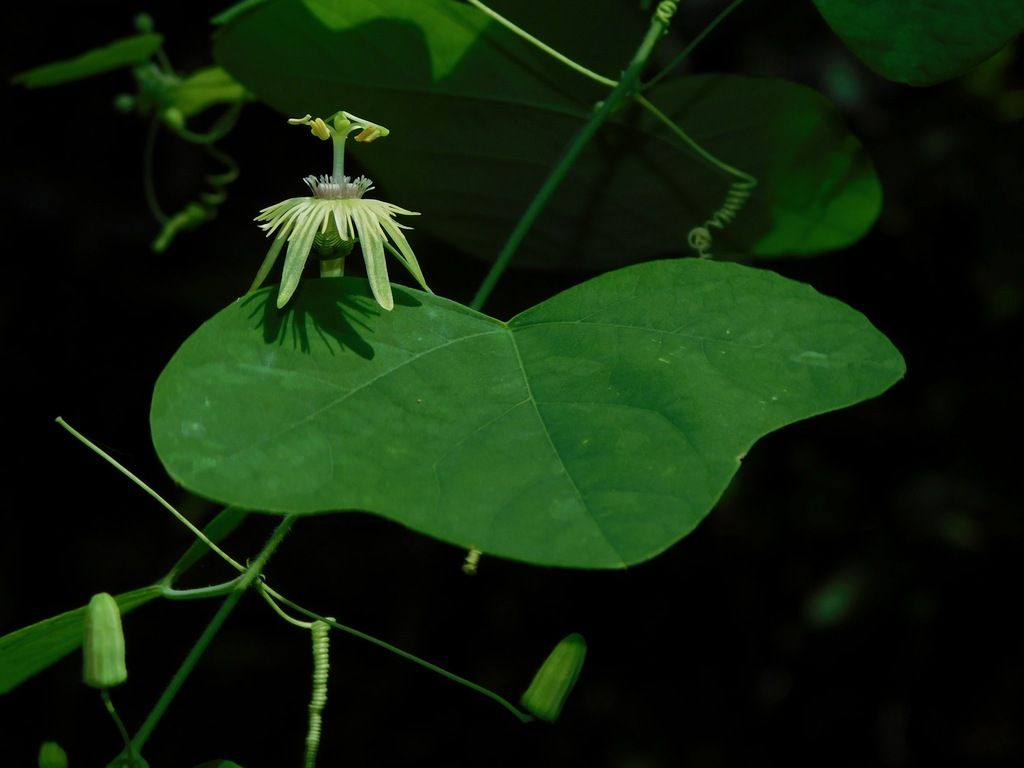 Yellow passionflower (Passiflora lutea)