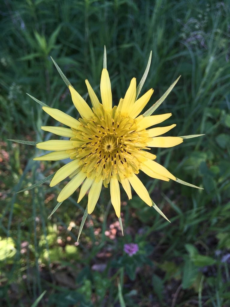 Yellow salsify (Tragopogon dubius)