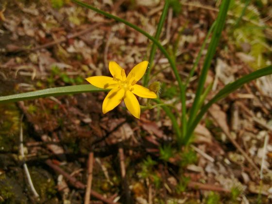 Yellow star grass (Hypoxis hirsuta)