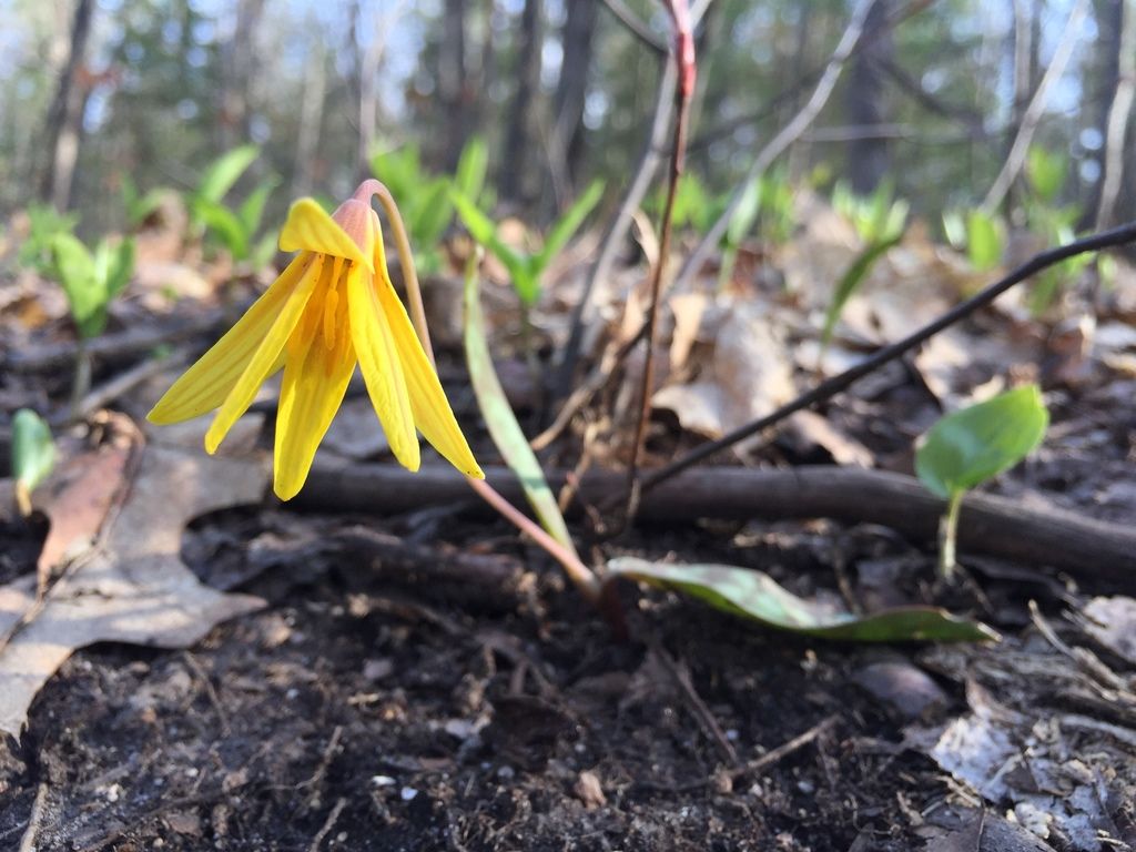 Yellow trout lily (Erythronium americanum)