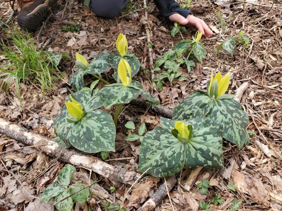 Yellow wakerobin (Trillium luteum)