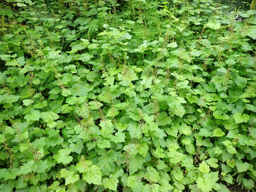 Youth-on-age (Tolmiea menziesii)