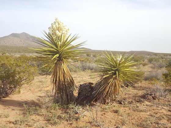 Yuccas