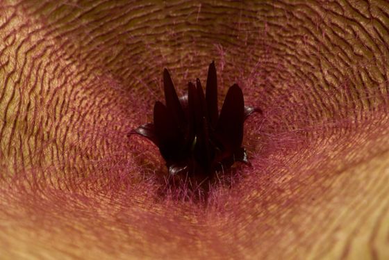 Zulu giant (Stapelia gigantea)